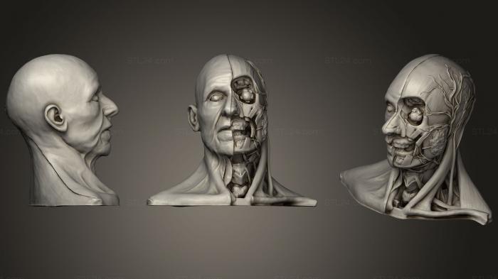 Анатомия скелеты и черепа (Тяжелый и Стойкий, ANTM_1022) 3D модель для ЧПУ станка